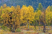 Birken im Herbst, Ultevis Naturreservat  -  Norrbottens Laen, Birches in autumn