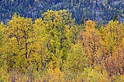 Birken im Herbst, Ultevis Naturreservat  -  Norrbottens Laen, Birches in autumn