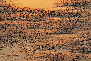 Kothaufen des Kotpillenwurms im Wattenmeer, St. Peter Ording  -  Nordfriesland  -  Eiderstedter Halbinsel, Wireworm dung pills in the Wadden Sea
