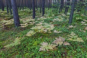 Adlerfarn in einem Kiefernwald
