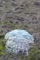 Ohrenquallen ernaehren sich von Plankton und anderen kleinen Organismen  -  (Foto tote Ohrenqualle im Watt), Aurelia aurita, Moon Jelly feed on plankton and other small organisms  -  (Common Jellyfish - Photo dead Moon Jelly in mudflat)