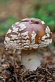 Der Perlpilz ist ein sehr guter Speisepilz  -  (Roetender Wulstling - Foto Perlpilz in einem Fichtenhochwald), Amanita rubescens, The Blusher is a very good edible mushroom  -  (Photo The Blusher in a spruce forest)