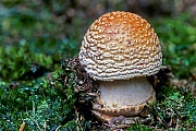 Der Perlpilz ist ein haeufig vorkommender Speisepilz der allerdings nur von Kennern gesammelt werden sollte, da es toedlich giftige Doppelgaenger gibt  -  (Roetender Wulstling - Foto Perlpilz in einem Fichtenwald), Amanita rubescens, The Blusher is a often found edible mushroom but has deadly poisonous doubles  -  (Photo The Blusher in a spruce forest)