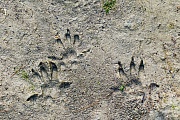 Rattenspuren im Sand  -  Rattenfaehrten, Rattus norvegicus, Rat tracks in sand  -  Rat spoor - Rat footprint - Rat trail