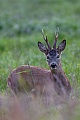 Reh, das maennliche Tier wird in der Jaegersprache REHBOCK genannt  -  (Rehwild - Foto Rehbock sucht auf einer Wiese nach Aesung), Capreolus capreolus, European Roe Deer, the male is called buck or roebuck  -  (Chevreuil - Photo European Roe Deer buck in search of food)