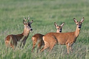 Rehe sind Wiederkaeuer  -  (Rehwild - Foto Rehbock, Ricke und Schmalreh im Sommerfell auf einer Wiese), Capreolus capreolus                                               , European Roe Deer is a ruminant animal  -  (Roe Deer - Photo Roebuck and does on a meadow)