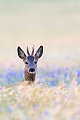 Reh, die sich im Wachstum befindlichen Gehoerne werden durch eine Basthaut geschuetzt  -  (Europaeisches Reh - Foto Rehbock Jaehrling in einem Getreidefeld), Capreolus capreolus, European Roe Deer, the velvet helps to protect newly forming antlers  -  (Roe Deer - Photo Roebuck yearling in a cornfield)