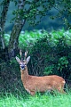 Reh, die Geweihe werden einmal im Jahr abgeworfen  -  (Europaeisches Reh - Foto Rehbock mit starkem Gehoern), Capreolus capreolus, European Roe Deer, the antlers are shed each year  -  (Chevreuil - Photo Roebuck on a meadow)
