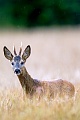 European Roe Deer is widespread and common in many parts of Europe  -  (Western Roe Deer - Photo Roebuck yearling attentively looking)