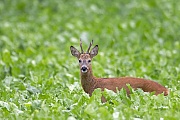 European Roe Deer, the males ale larger and heavier than females  -  (Chevreuil - Photo A Roebuck follows a doe in the mating season)