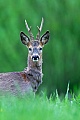 Rehe sind Wiederkaeuer  -  (Rehwild - Foto Rehbock Portraetaufnahme), Capreolus capreolus      , European Roe Deer is a ruminant animal  -  (Roe Deer - Photo Roebuck portrait photo)
