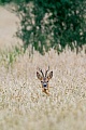 Reh, das Geweih der Rehboecke ist bei vielen Jaegern eine beliebte Jagdtrophaee  -  (Rehwild - Foto Rehbock in einem Roggenfeld), Capreolus capreolus, European Roe Deer, the antlers are a popular hunting trophy  -  (Roe- Photo Roebuck in a rye field)