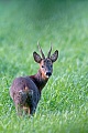 Reh, die Ricke setzt 1 - 4 Kitze, sehr selten koennen bis zu 6 Jungtiere geboren werden  -  (Rehwild - Foto Rehbock am Abend auf einer Aesungsflaeche), Capreolus capreolus, European Roe Deer, the doe usually has 1 to 4 fawns  -  (Chevreuil - Photo Roebuck browses in the evening on a meadow)
