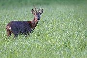 Reh, die Rehkitze werden mit einem gepunkteten Fell geboren  -  (Europaeisches Reh - Foto Rehbock auf einer Aesungsflaeche), Capreolus capreolus, European Roe Deer, the fawns are born spotted  -  (Roe Deer - Photo Roebuck on a meadow)