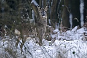 Rehbock mit frisch abgeworfenem Gehoern im Winter  -  (Europaeisches Reh - Rehe), Capreolus capreolus, Roebuck in winter has shed its antlers  -  (European Roe Deer - Western Roe Deer)