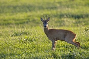 Reh, frisch gesetzte Rehkitze wiegen zwischen 1,1 - 1,5 kg  -  (Rehwild - Foto Rehbock naessend), Capreolus capreolus, European Roe Deer, the offspring weighes about 1,1 to 1,5 kg  -  (Roe Deer - Photo Roebuck piddling)