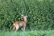 Ein sehr alter Rehbock markiert seinen Einstand  -  (Europaeisches Reh - Rehwild), Capreolus capreolus, A very old Roebuck marks his home range  -  (European Roe Deer - Western Roe Deer)