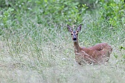 Ricke steht auf einer Wildwiese und aeugt aufmerksam  -  (Europaeisches Reh - Rehwild), Capreolus capreolus, Roe Deer doe stands on a forest meadow and looks intently  -  (European Roe Deer - Western Roe Deer)