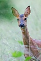 Portraet einer aufmerksam aeugenden Ricke  -  (Europaeisches Reh - Rehwild), Capreolus capreolus, Portrait of a Roe Deer doe intently looking  -  (European Roe Deer - Western Roe Deer)