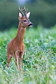 Rehbock in der Blattzeit auf der Suche nach einer paarungsbereiten Ricke - (Europaeisches Reh - Rehe), Capreolus capreolus, Roe Deer buck in the rut searches a female Roe Deer - (European Roe Deer - Western Roe Deer)