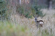 Die Ricke blickt sich ein letztes Mal um, dann wechselt sie von der Lichtung in den Wald, Capreolus capreolus, The Roe Deer doe looks back for the last time, then she moves from the clearing into the forest