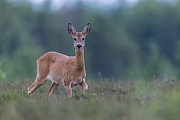 The female Roe Deer looks tensely at the photographer, moves around him and tries to get a scent of the stranger crouching on the ground