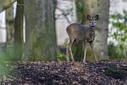 In the late afternoon a male fawn of Roe deer walks to a harvested stubble field
