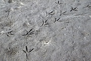 Reiherspuren im Schlamm, Ardea species, Heron tracks in mud