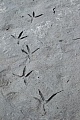 Reiherspuren im Schlamm, Ardea species, Heron tracks in mud