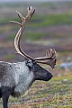 Portrait of a bull Reindeer with a slight injury in front of the eye, probably caused by an opponent in a fight