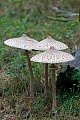 Der Parasol ist ein sehr guter und beliebter Speisepilz  -  (Gemeiner Riesenschirmling - Foto Parasol in einem Kieferwald in der Saechsischen Oberlausitz), Macrolepiota procera, The Parasol Mushroom is a very good and popular edible mushroom  -  (Foto Parasol Mushroom in a pine forest in Upper Lusatia)