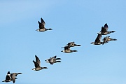 Ringelgaense erreichen eine Fluegelspannweite von 106 - 121 cm  -  (Rottgans - Foto Ringelgaense im Flug), Branta bernicla, Brent Goose has a wingspan of 106 to 121 cm  -  (Brant - Photo Brent Geese in flight)
