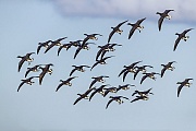 Ringelgaense sind sehr gesellige Voegel  -  (Foto Ringelgansschwarm im Flug), Branta bernicla, Brent Goose is a highly gregarious bird  -  (Brant - Photo Brent Geese a flock in flight)