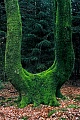 Moosbewachsener Stamm einer Rotbuche, Fagus sylvatica, Common Beech trunk covered with moss