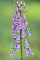 The Foxglove is a conspicuous flowering plant in many European forests