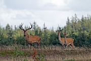 Rothirsch, die Weibchen sind deutlich kleiner, als die Maennchen  -  (Rotwild - Foto Rothirsch und Rottiere), Cervus elaphus, Red Deer, the females are much smaller than males  -  (Photo Red Deer stag and hinds)