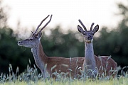Rothirsch, die weiblichen Tiere werden Hirschkuehe genannt  -  (Rotwild - Foto Rotwildspiesser im Bast in einem Getreidefeld), Cervus elaphus, Red Deer, the females are called hinds  -  (Photo Red Deer brockets with velvet-covered antlers in a cereal field)