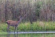 Rothirsche koennen in Gefangenschaft ein Alter von ueber 20 Jahren erreichen  -  (Rotwild - Foto Rottier an einem Teichufer), Cervus elaphus, Red Deers can live over 20 years in captivity  -  (Photo Red Deer hind on the shore of a pond)