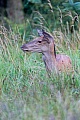 Rothirsche sind sehr soziale Tiere  -  (Edelhirsch - Foto Rottier auf einer Waldwiese), Cervus elaphus, Red Deers are highly social animals  -  (Photo Red Deer hind on a forest meadow)