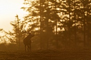Roehrender Rothirsch im Morgenlicht auf einer Heideflaeche, Cervus elaphus, Roaring Red stag in morning light