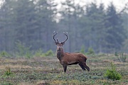 Rothirsch, die Paarungszeit wird vom Jaeger Brunft oder Brunftzeit genannt  -  (Rotwild - Foto Rothirsch auf einer Heideflaeche), Cervus elaphus, Red Deer, the mating season is called the rut  -  (Photo Red stag during the rut)