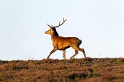 Zuegig wechselt der Rothirsch dem Kahlwildrudel im letzten Sonnenlicht entgegen, Cervus elaphus, The Red Deer stag runs focussed to the group of Red Deer hinds and calves in the last sunlight