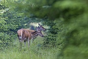 Entspannt aesen zwei Rottiere in der Brunft auf einer Waldschneise, Cervus elaphus, Two Red Deer hinds graze during the mating season on a forest aisle