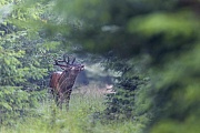 Ein Rothirsch steht flehmend auf einer Waldschneise, Cervus elaphus, Red Deer stag stands flehming on a forest aisle