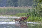 Die Rothirschkaelber folgen den Muttertieren an den Rand des Schilfguertels, Cervus elaphus, The Red Deer calves follow the dams to the edge of the reed belt