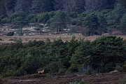 The first photo of a Red stag in my new Red Deer area, here are atmospheric pictures possible