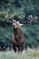 Rothirsche haben einen unverwechselbaren Brunftschrei der als ROEHREN bezeichnet wird - (Foto roehrender Rothirsch), Cervus elaphus, Red Deer, the stags have a characteristic ROAR-LIKE-SOUND during the rut - (Photo stag roaring)