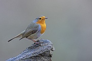 Das Rotkehlchen sucht sich gerne exponierte Sitzwarten, Erithacus rubecula, The European robin likes to seek out exposed perching places