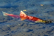 Rotlachs, die Nahrungsaufnahme endet sobald die erwachsenen Tiere ins Suesswasser wandern - (Blaurueckenlachs - Foto Lachswanderung)