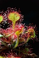 Der Rundblaettrige Sonnentau gehoert zu den Insekten fangenden Pflanzen  -  (Himmelsloeffelkraut - Foto Sonnentau Fangblatt)